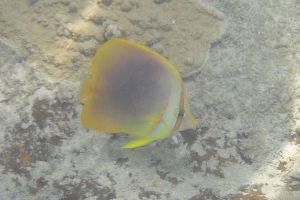 fish seen while snorkelling